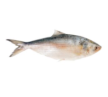 Hilsha Fish Whole