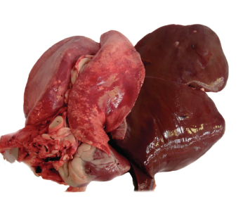 Lamb Liver, lung And Heart mix 1 Kg