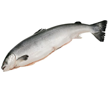 Salmon Whole Kg